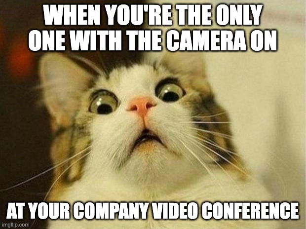Surprised Cat in a video conference scared because they didn't realize their camera was on